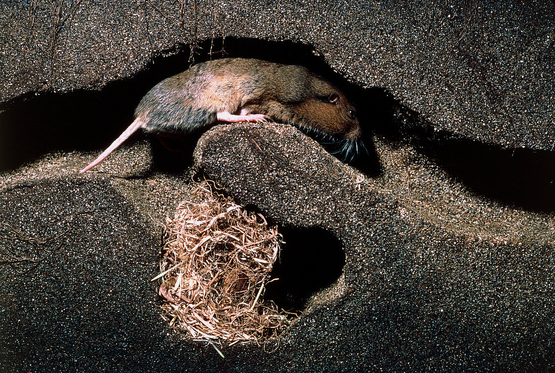 Cut-away view of Botta's pocket gopher in a burrow