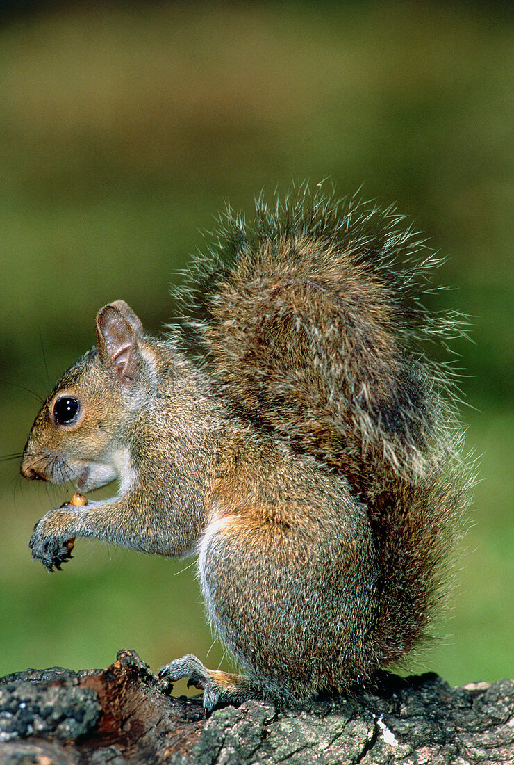 Grey squirrel (Sciurus carolinensis) feeding