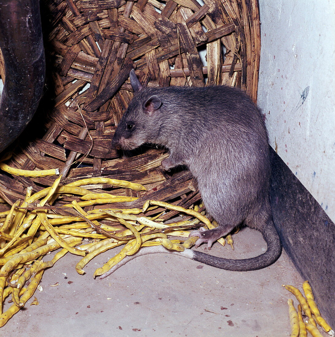 Giant pouched rat