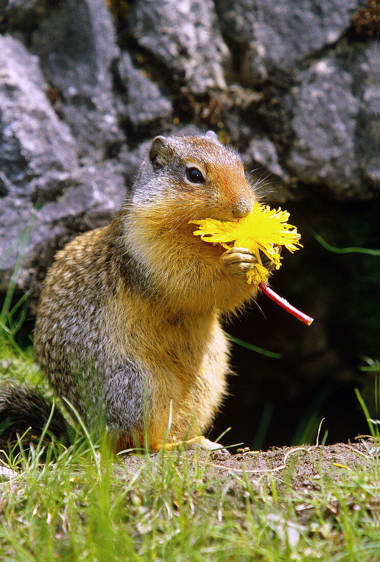 Columbian ground squirrel eating