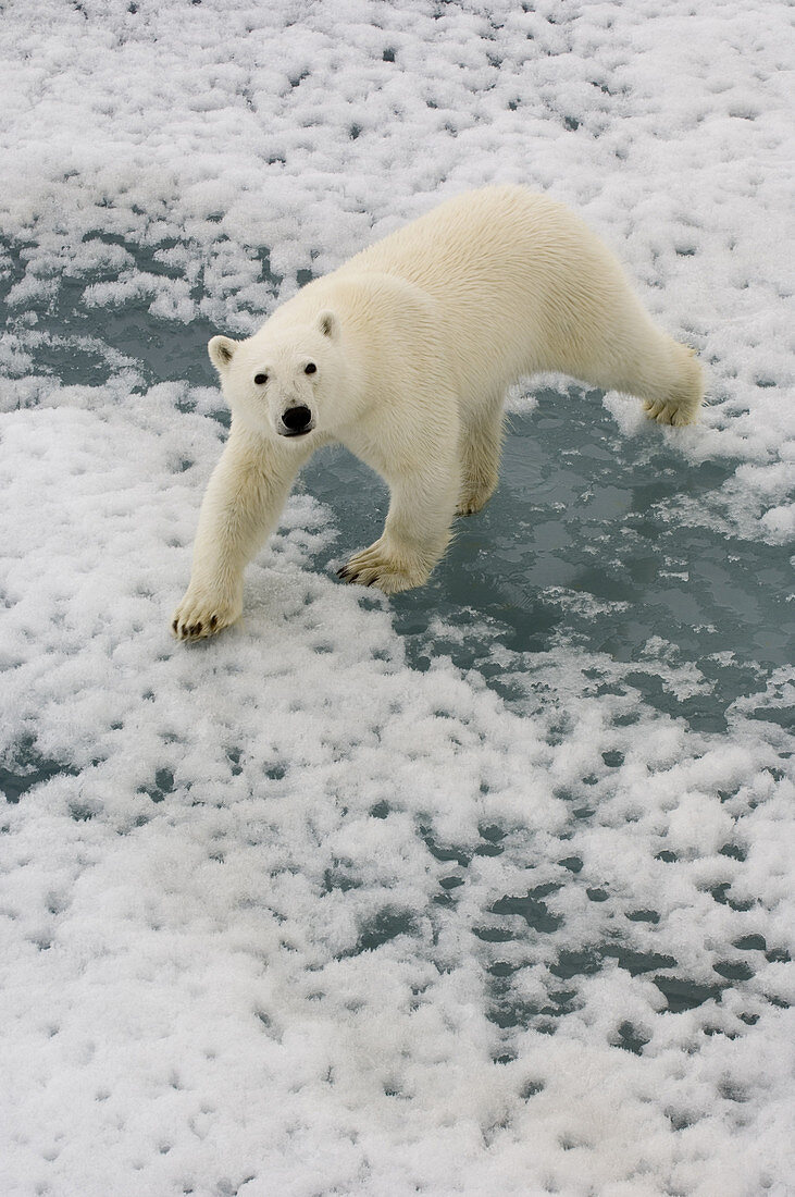 Polar Bear Crossing Ice Floe