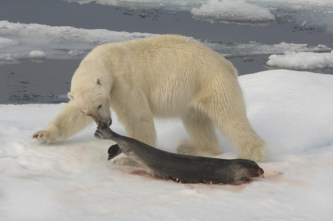 Polar Bear with Fresh Kill