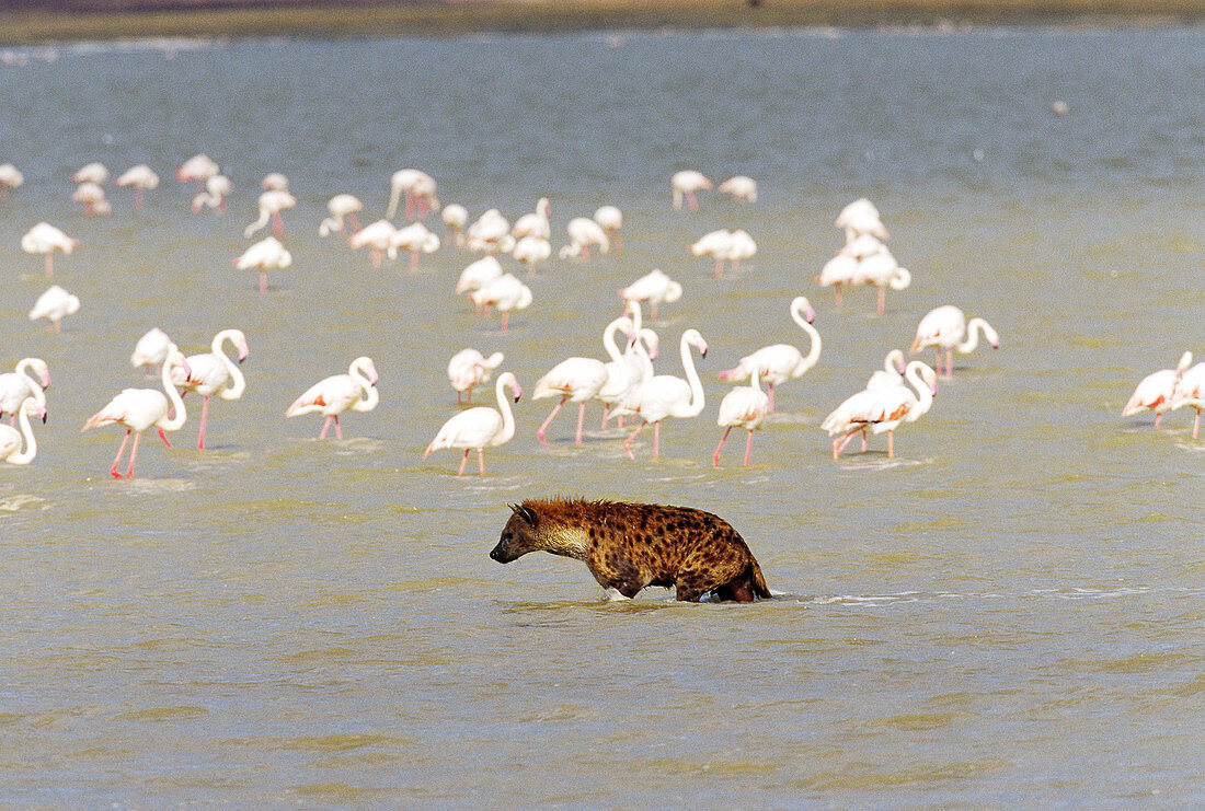 Spotted Hyena and flamingos