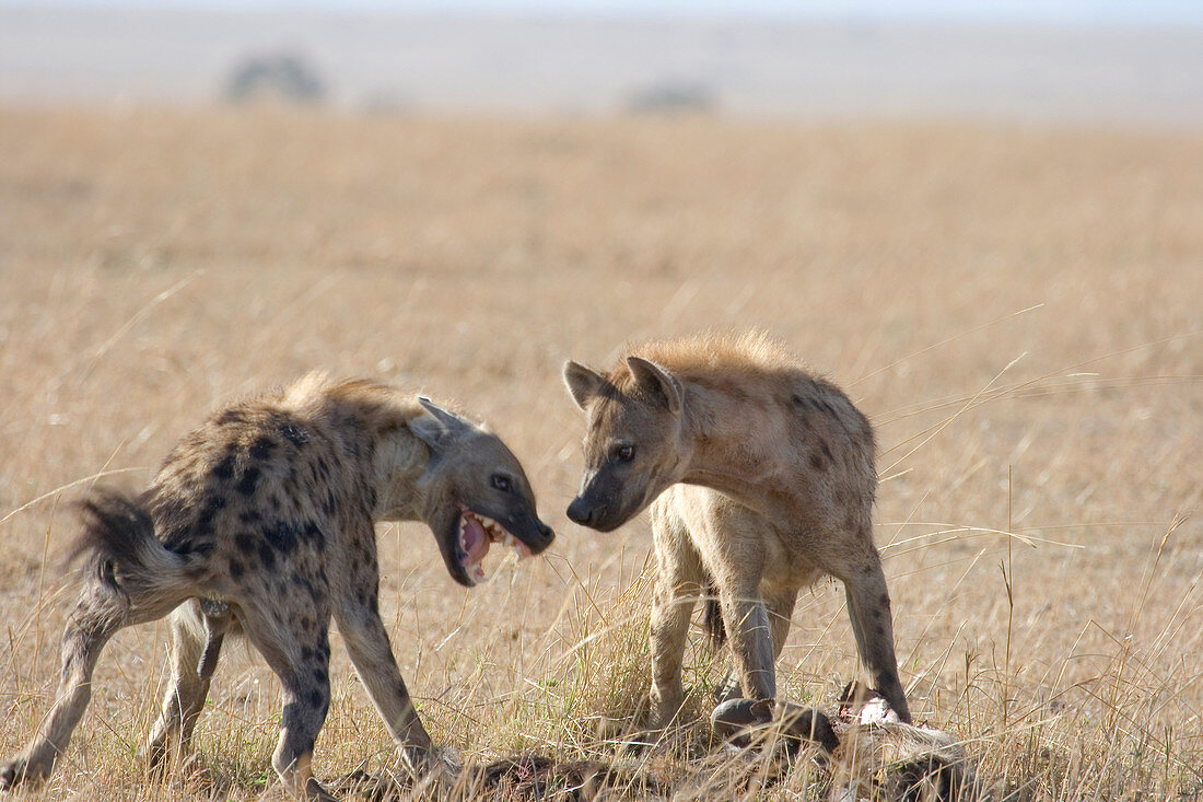 Spotted Hyenas at wildebeest kill