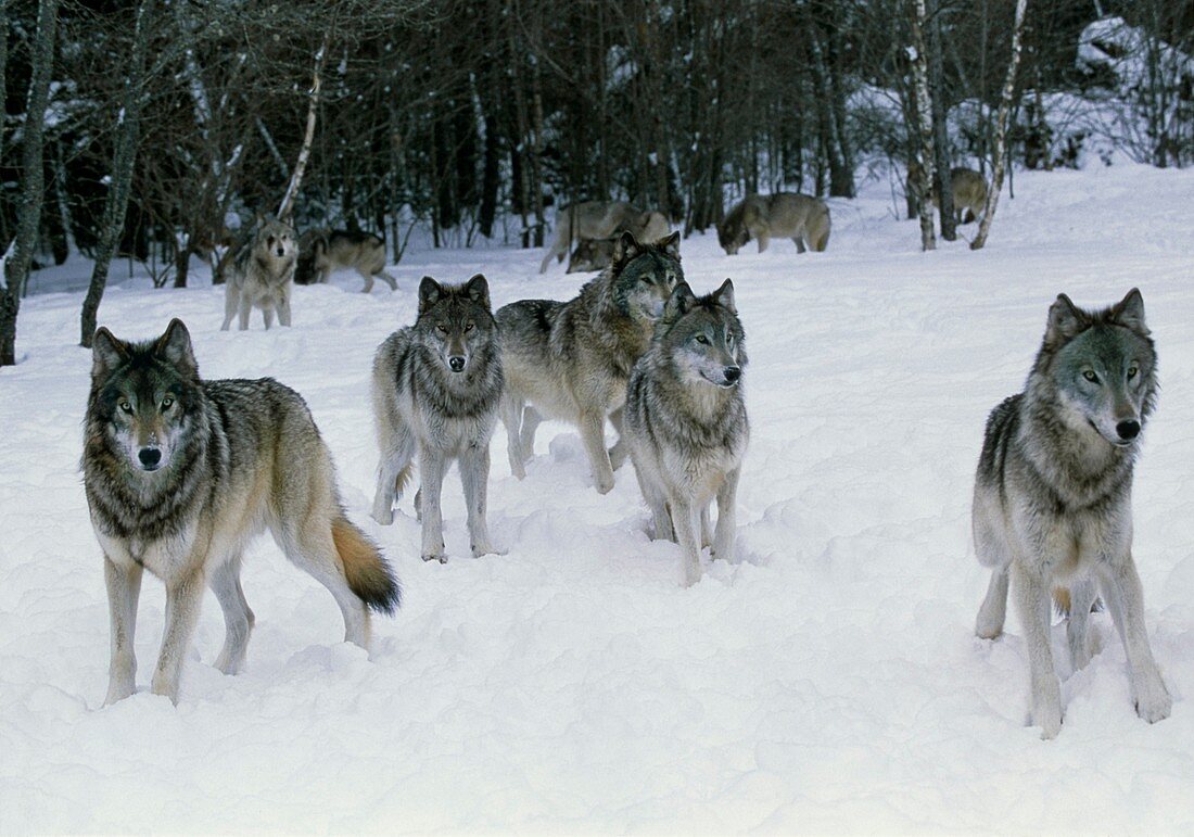 Pack of grey wolves (Canis lupus) in snow