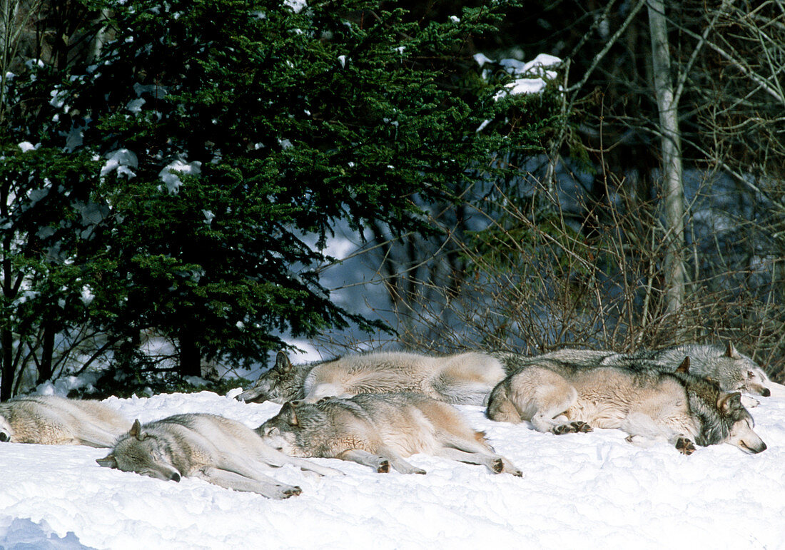 Grey wolf pack (Canis lupus) sleeping in the snow