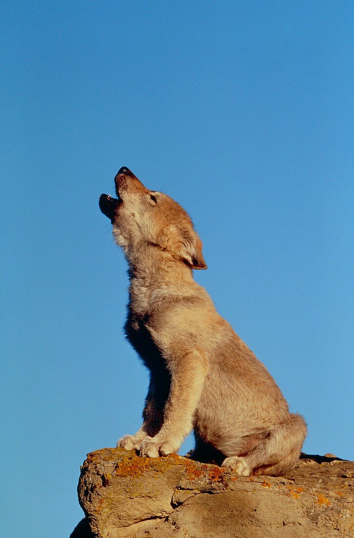 Three month old grey wolf (Canis lupus) howling
