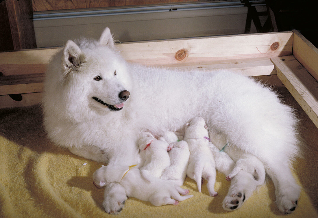 Samoyed with puppies