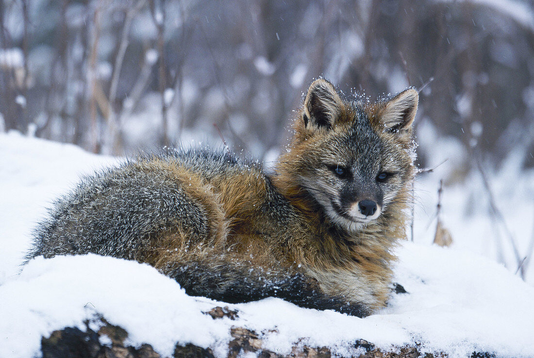 Gray Fox in Winter