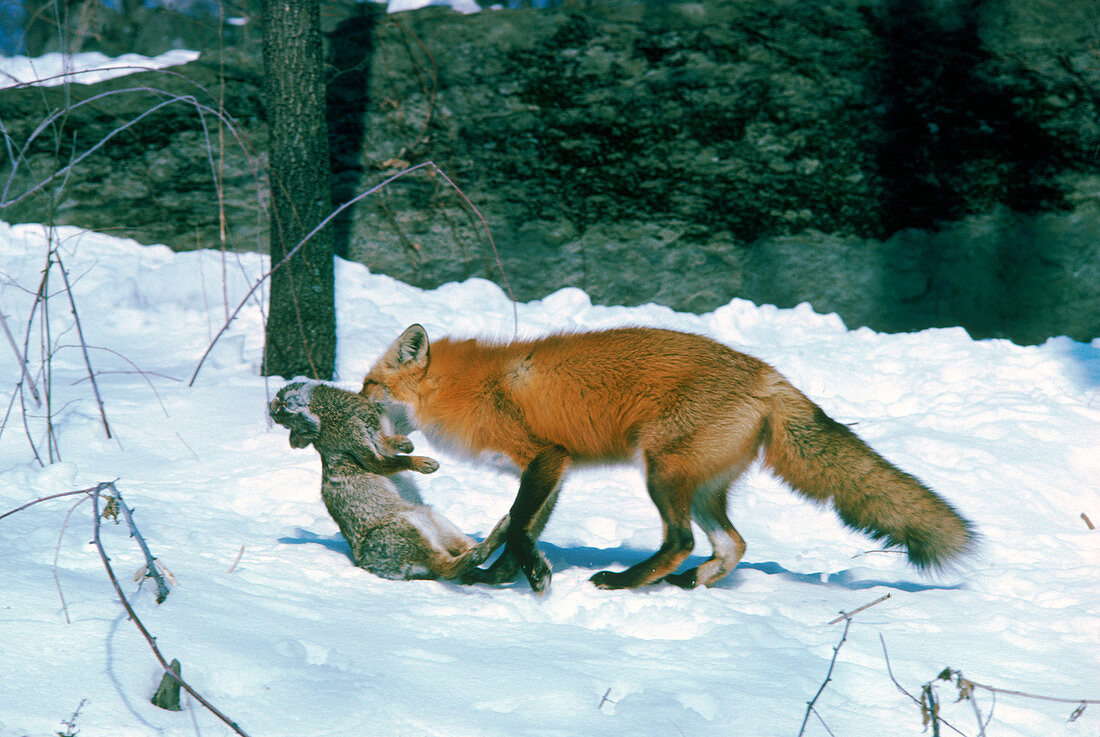 Red Fox with rabbit prey