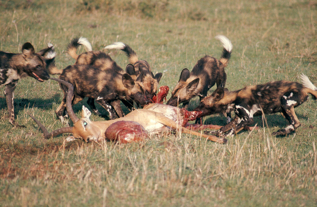 African Hunting Dogs Eating Impala