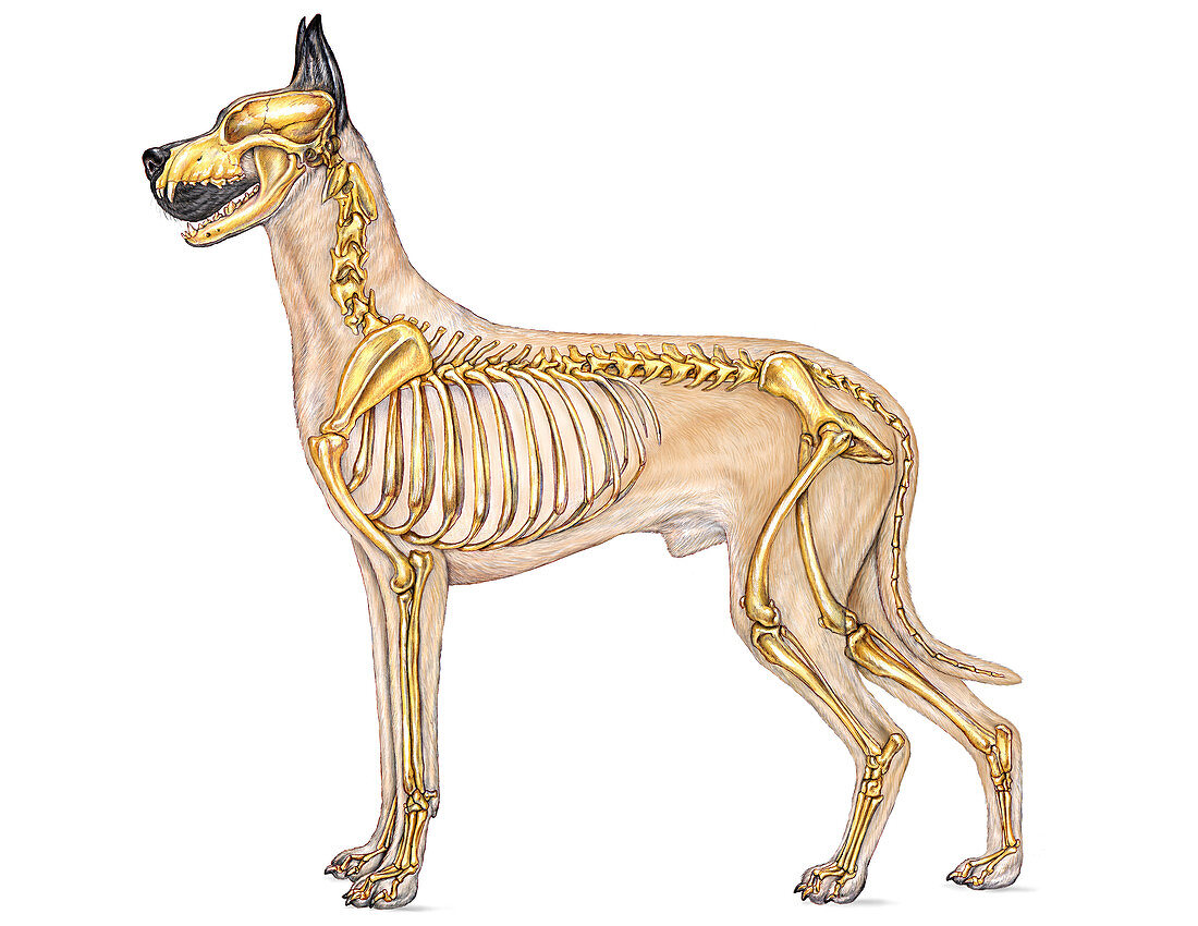 Dog Anatomy - Skeletal System