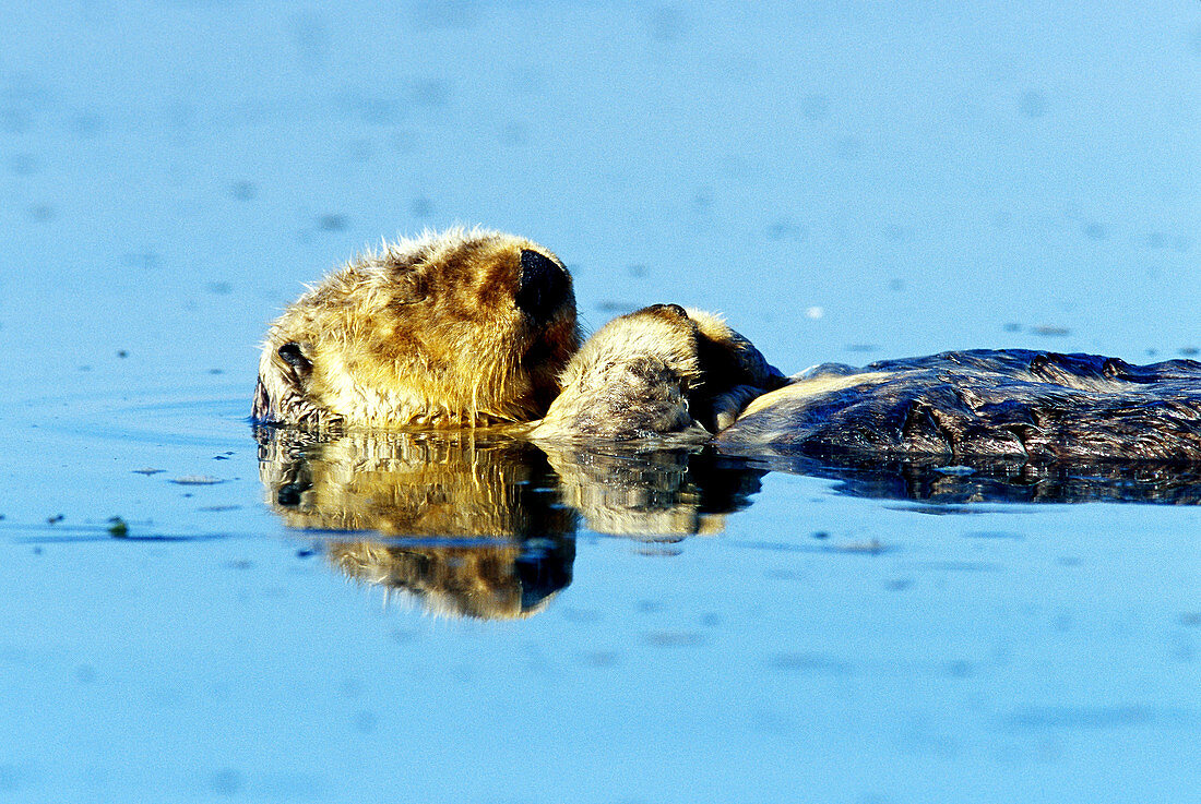 Sea Otter sleeping