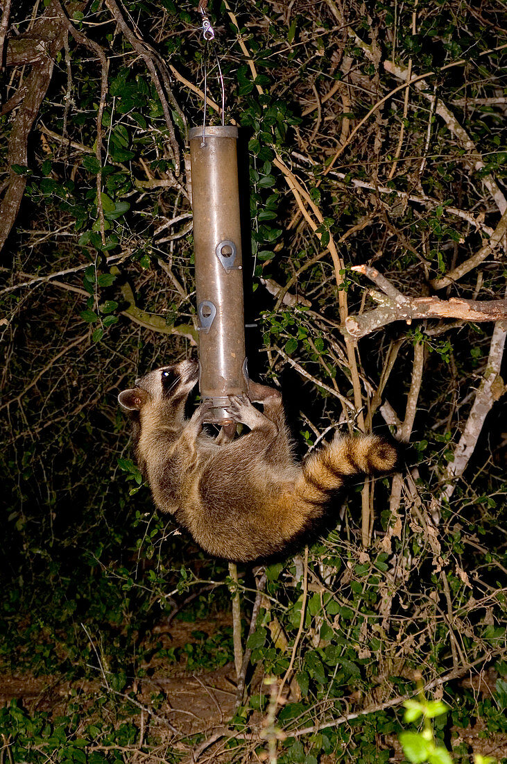Raccoon raiding bird feeder