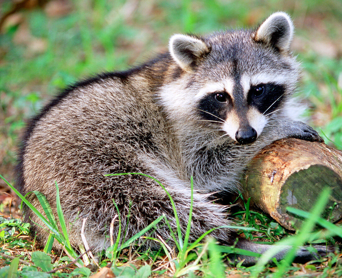 Adult Raccoon