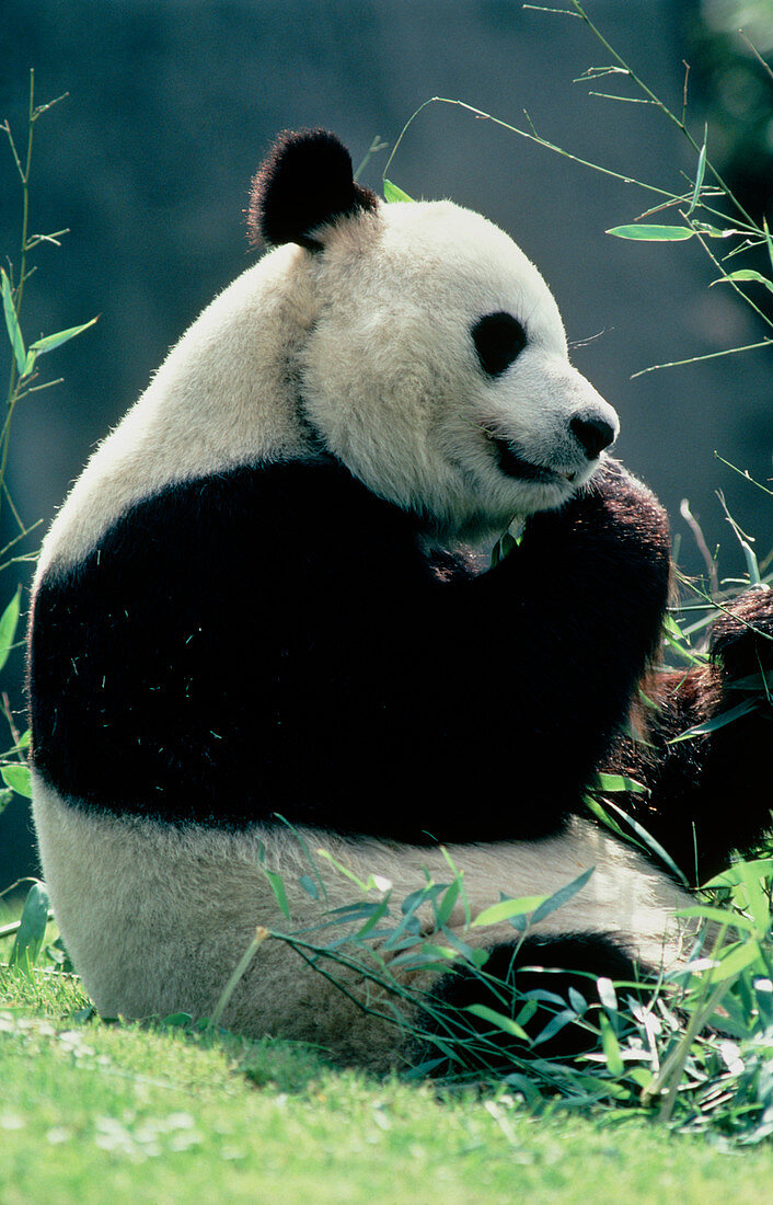 Giant panda (Ailuropoda melanoleuca) eating