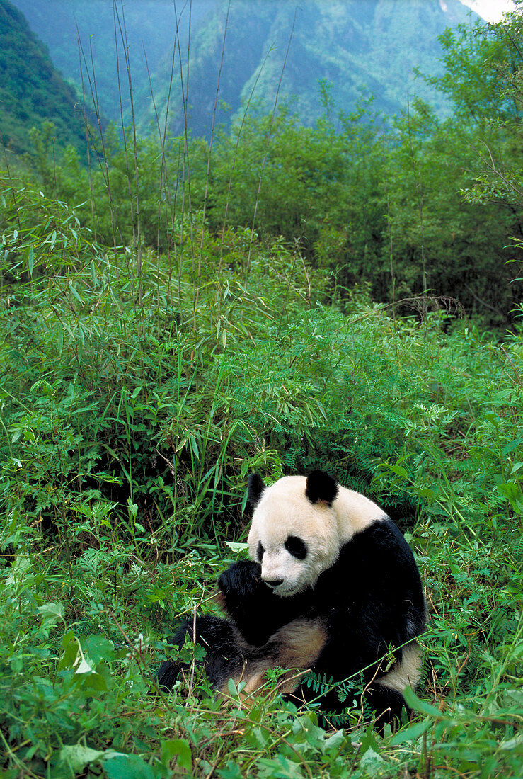 Giant panda feeding