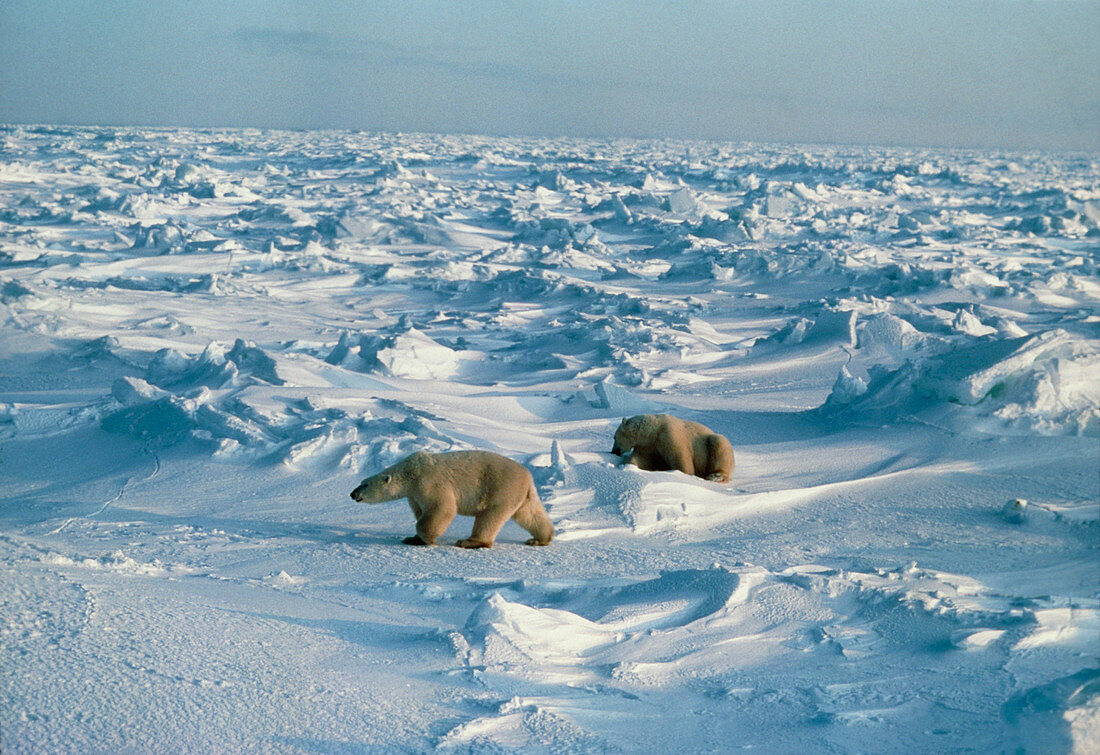 Polar bears (Ursus maritimus) crossing ice
