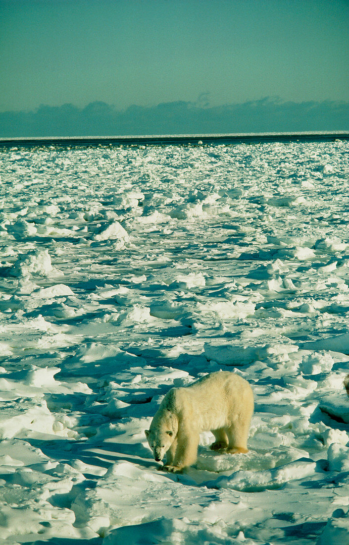 Polar bear (Ursus maritimus) on ice