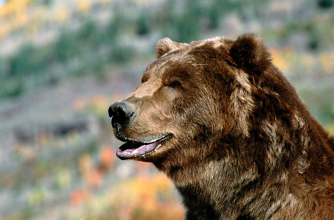 Brown bear