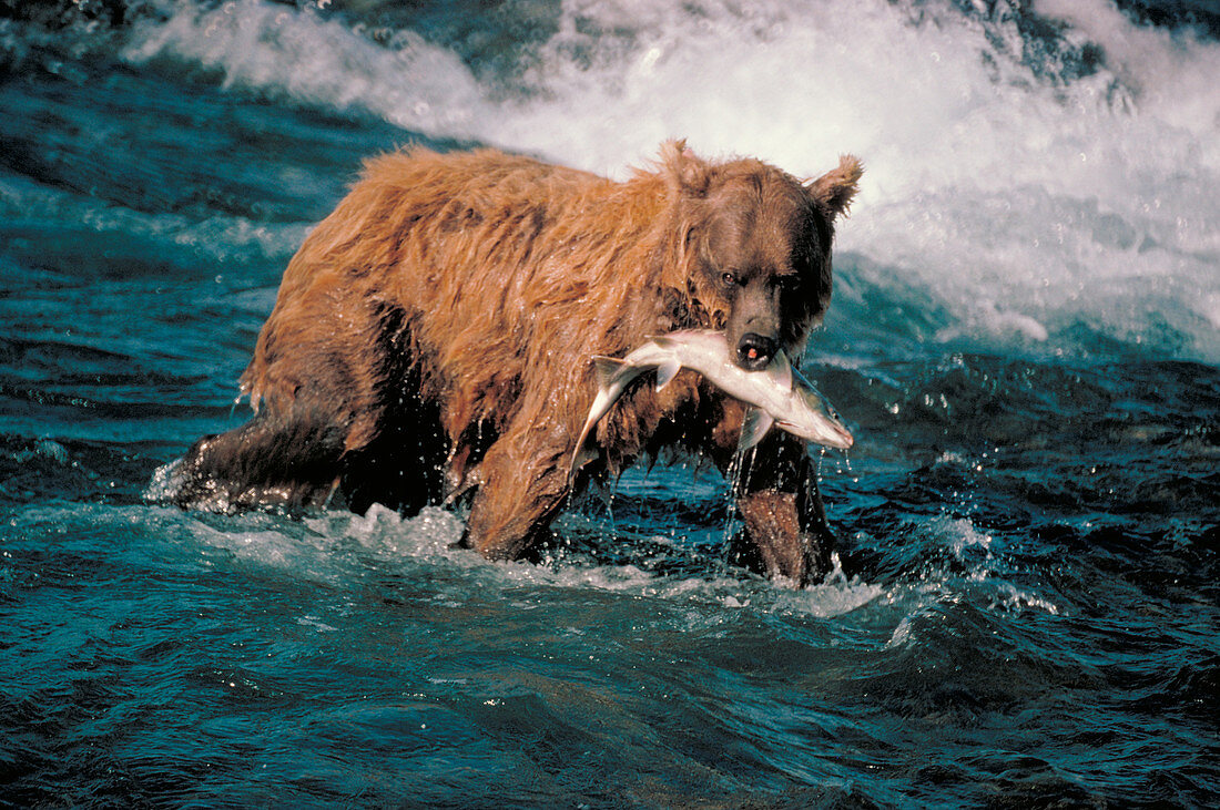 Brown bear with salmon