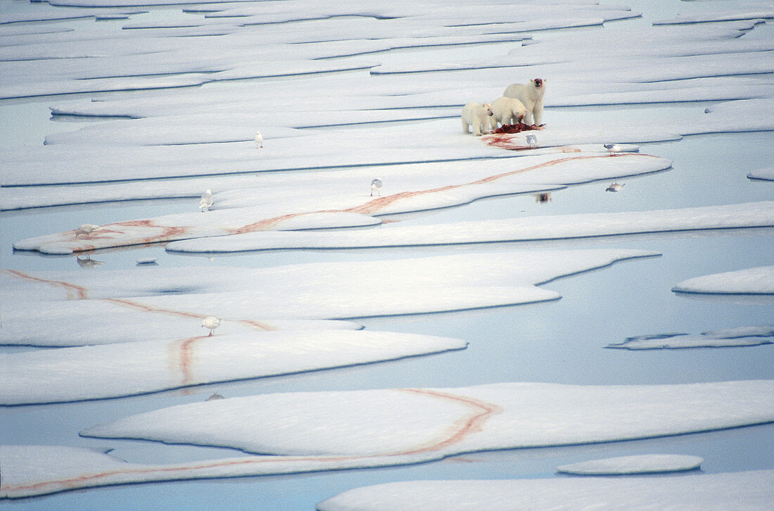 Polar Bear and cubs with seal kill