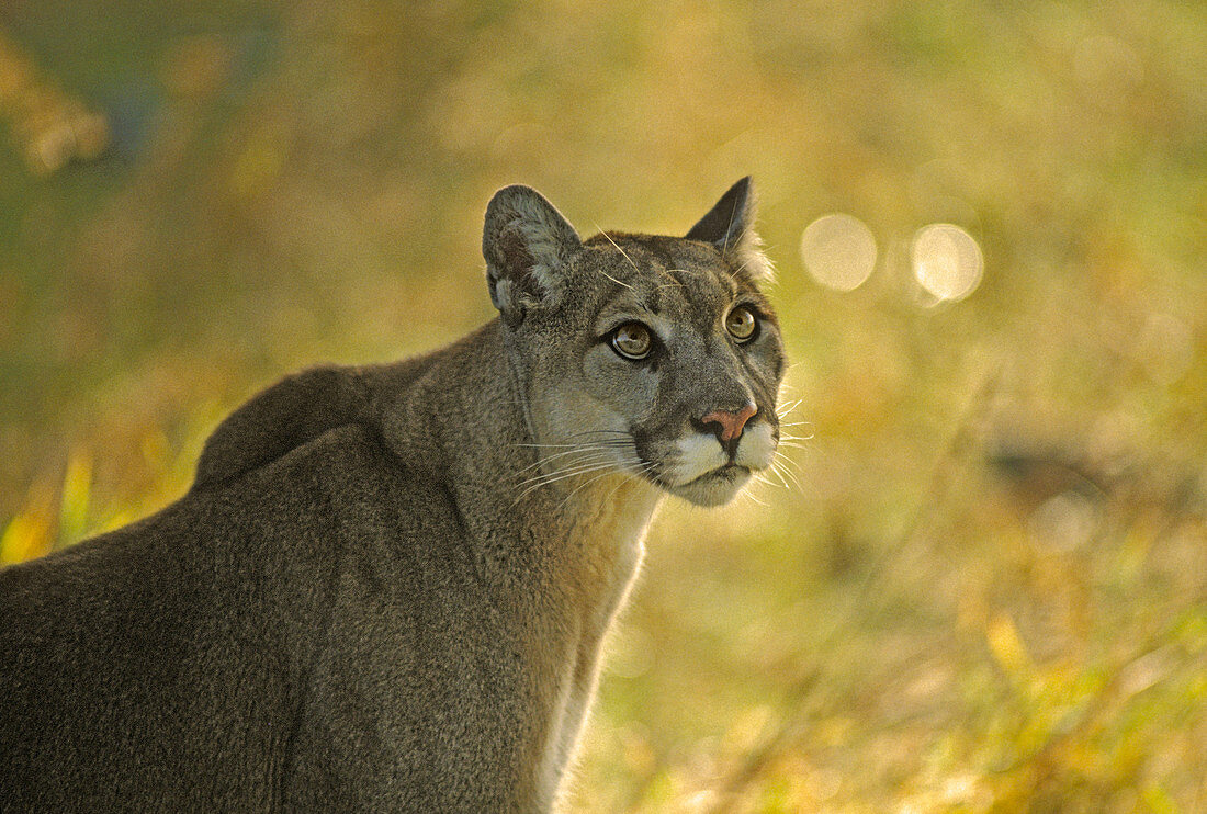 Cougar (Felis concolor)