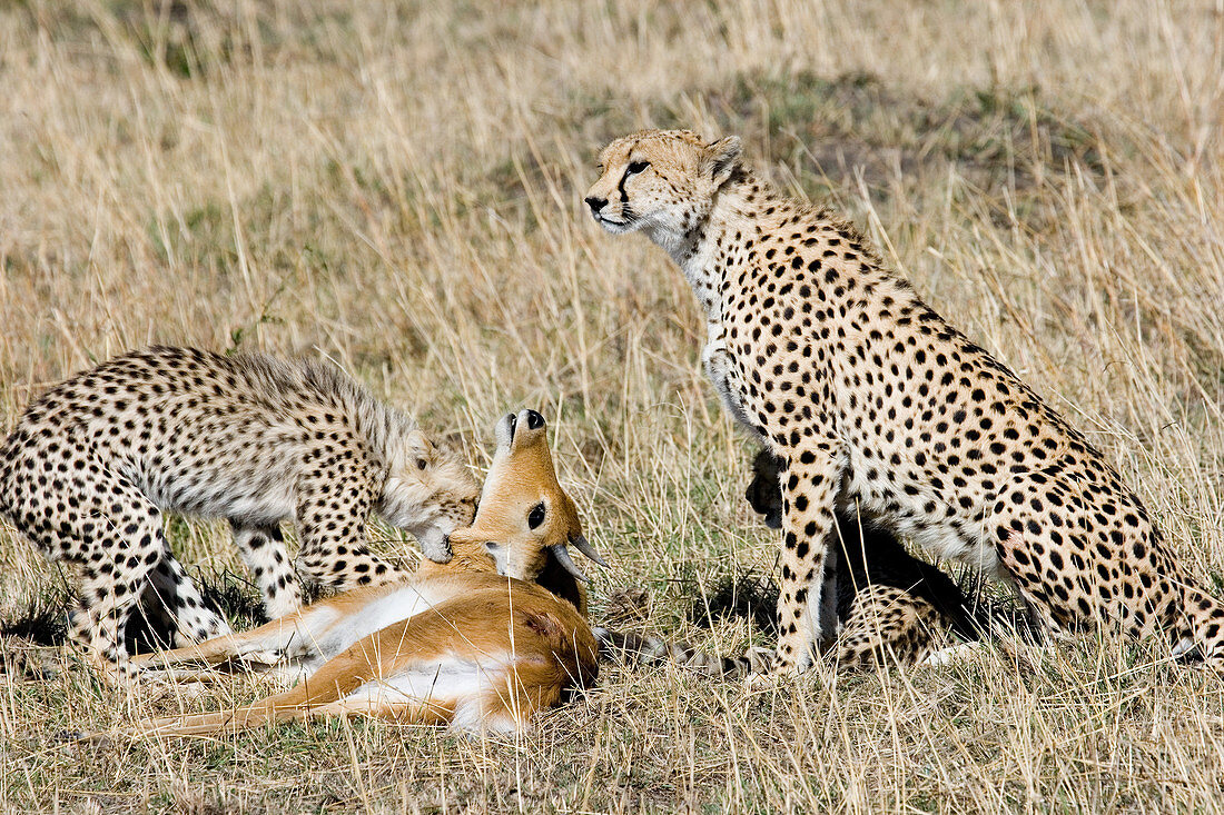 Cheetah mother and cub with antelope prey