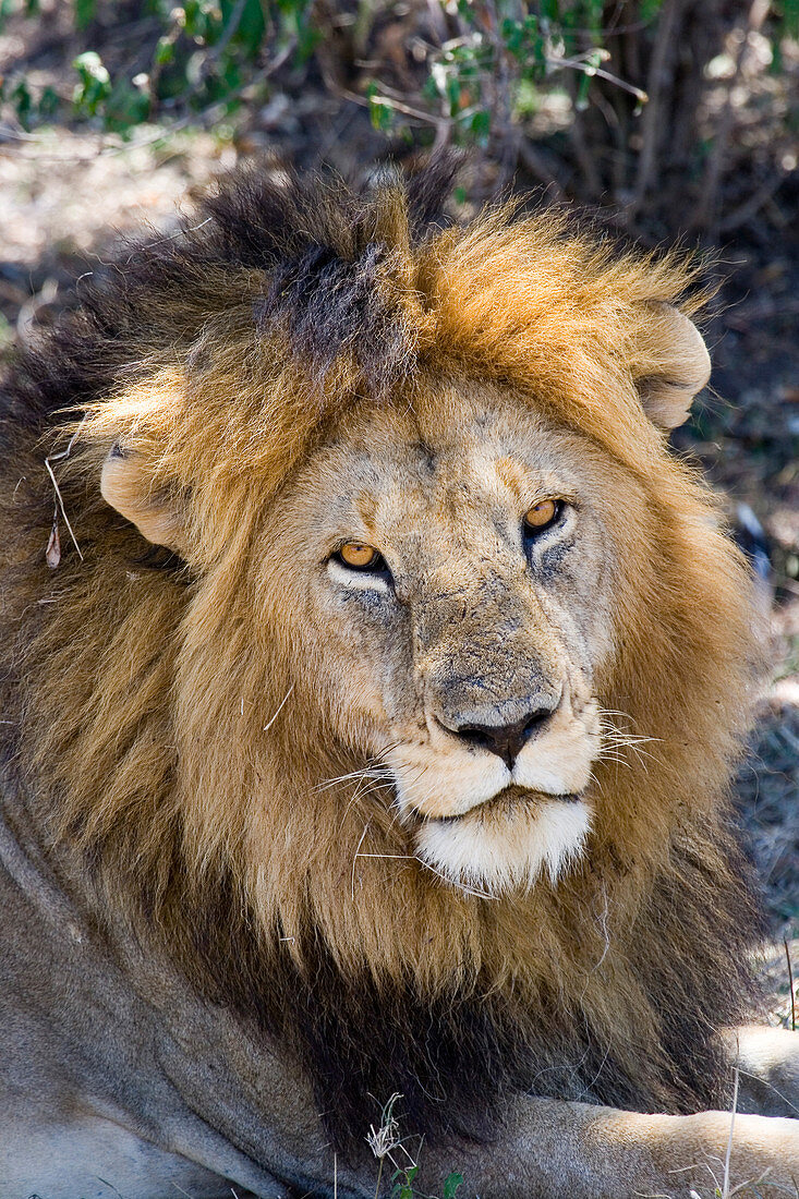 Lion (Panthera leo)