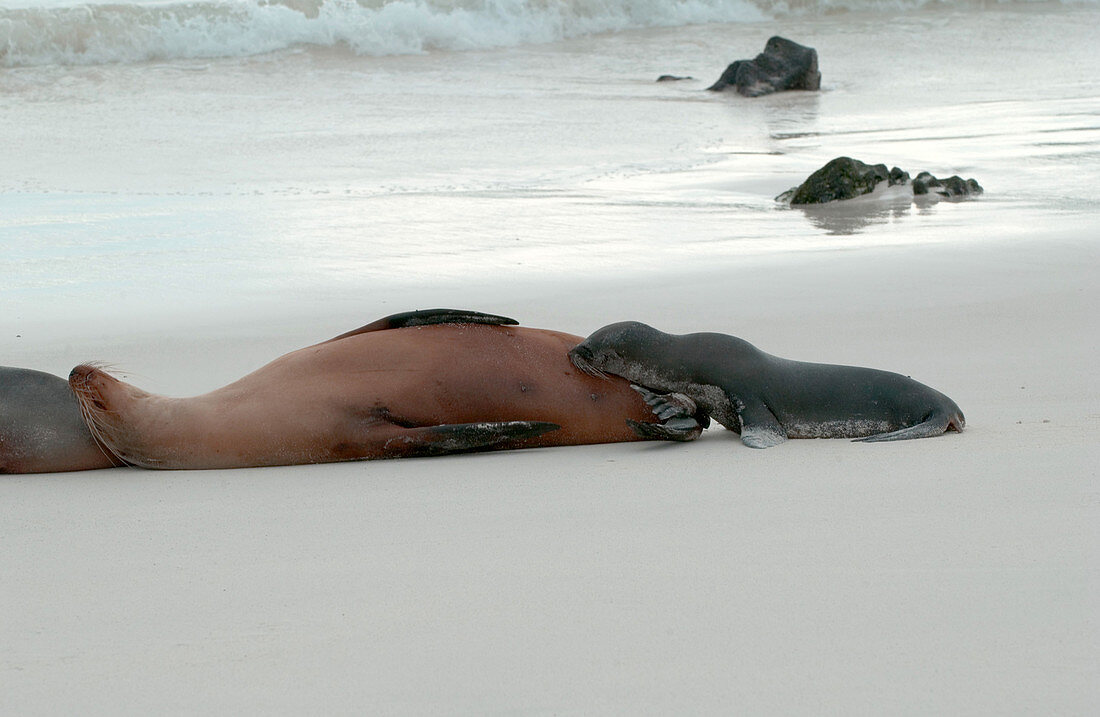 Galapagos Sea Lion nursing pup