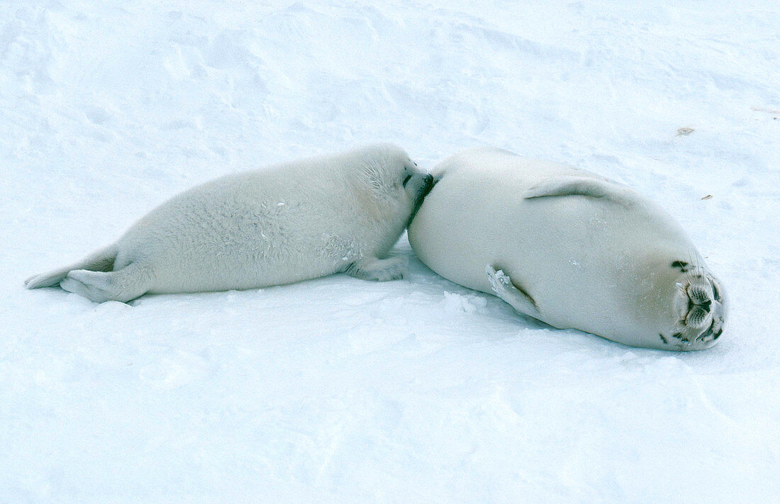 Harp Seal nursing pup