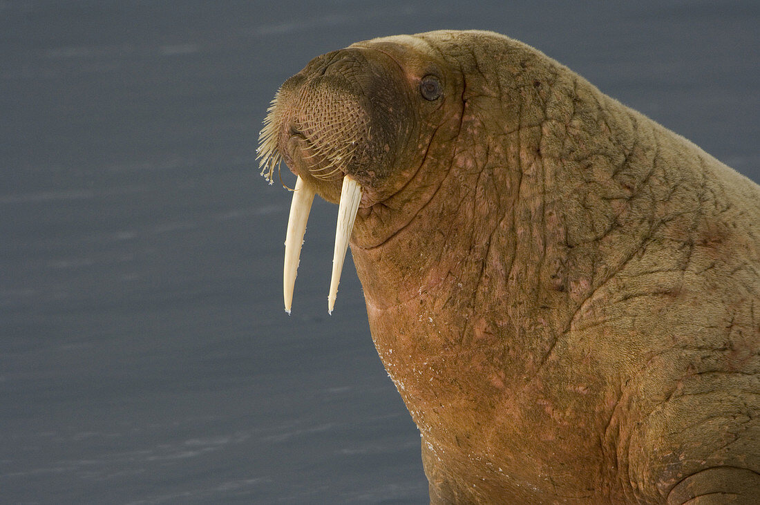 Walrus Resting on Ice Floe