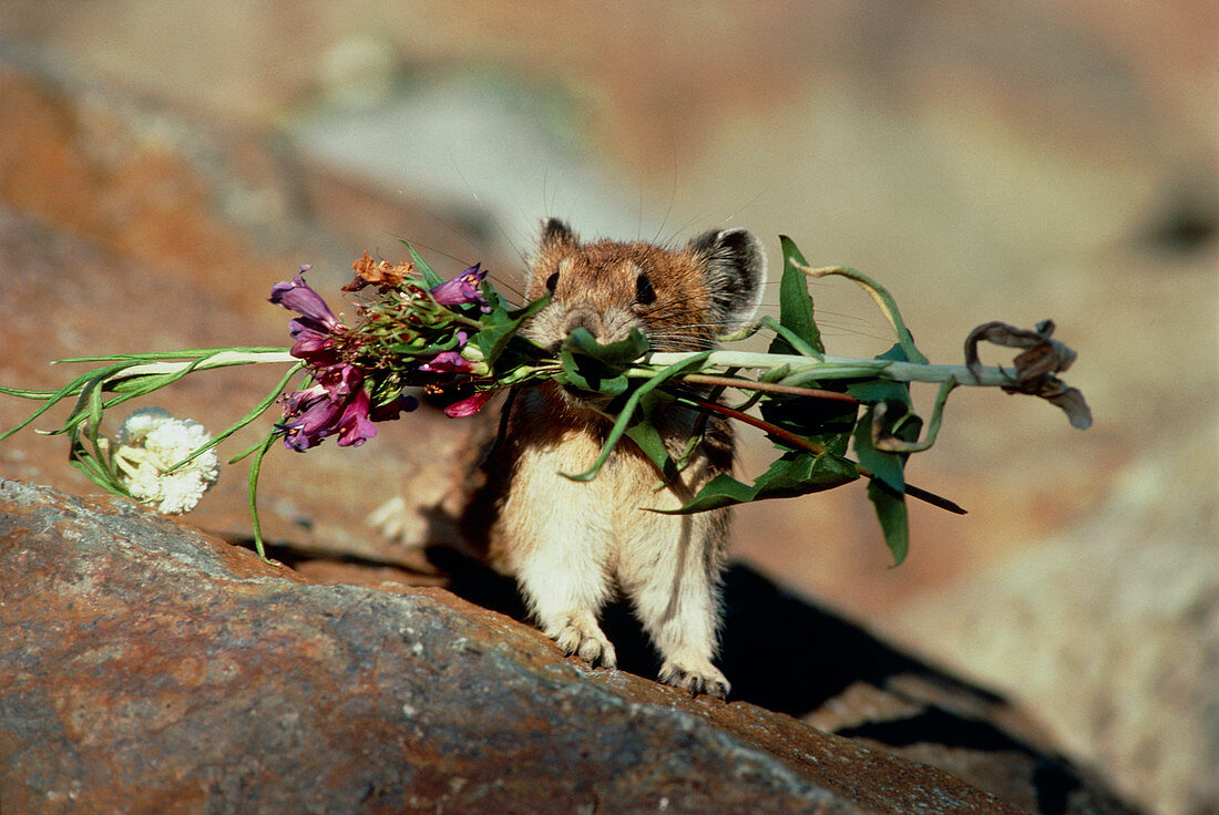 View of a pika collecting winter food supply