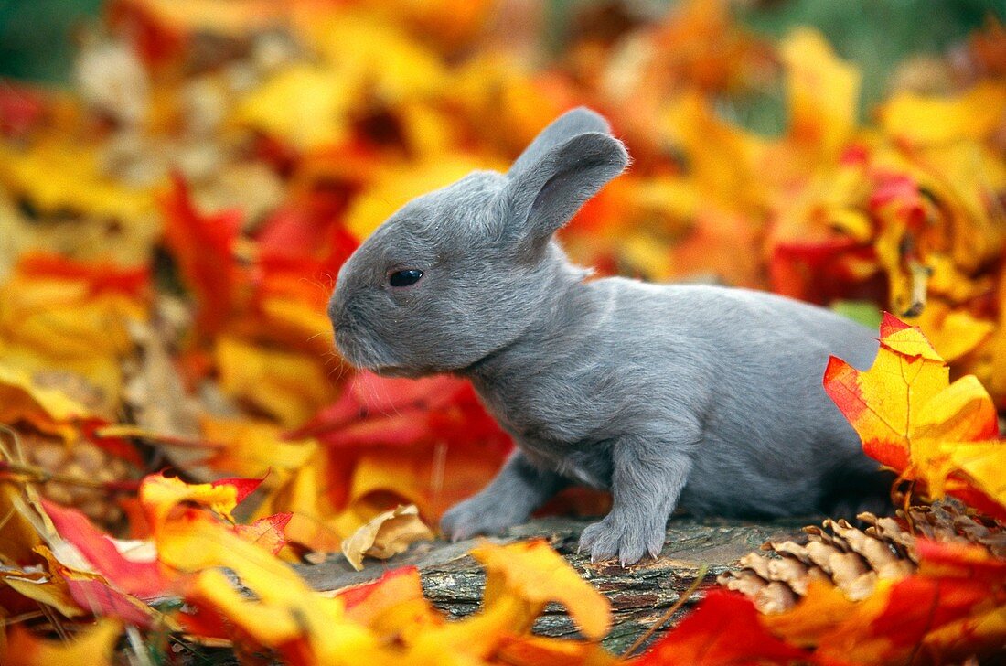 Mini Rex Rabbit