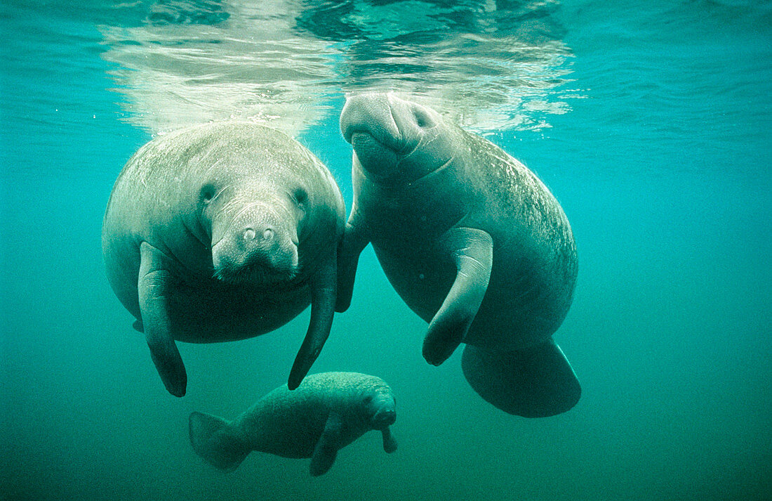 Female manatee (Trichechus sp.) and calves