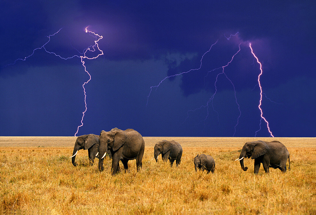 Lightning Above a Herd of African Elephants