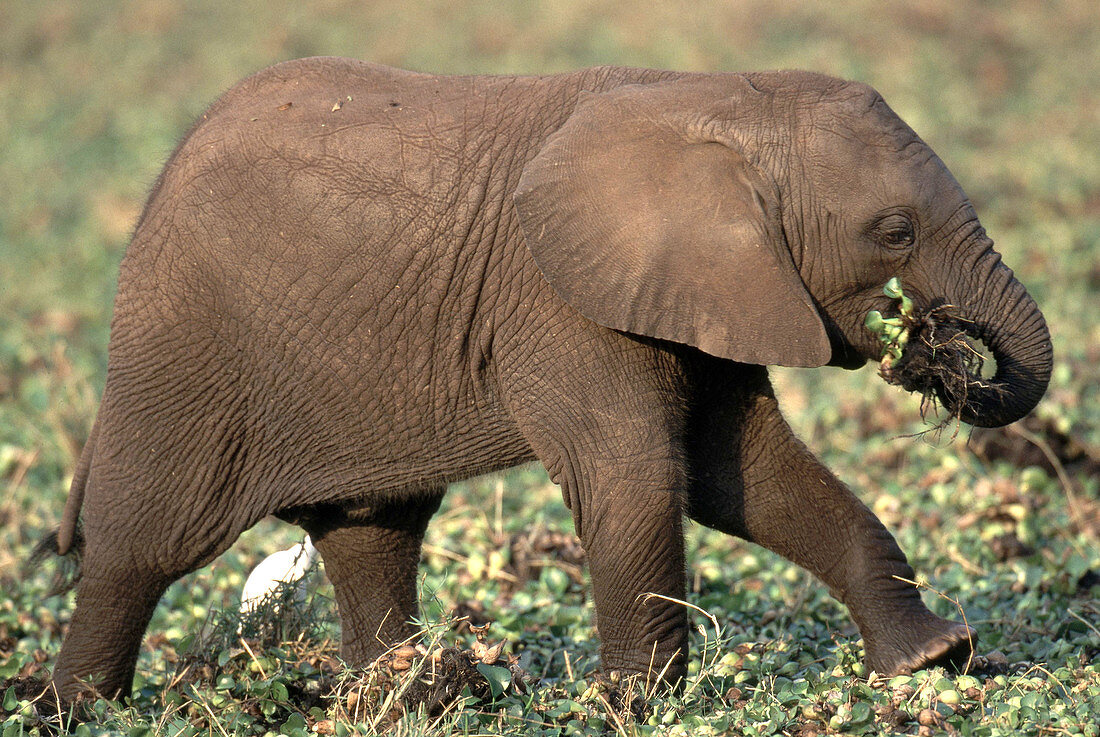 Young African Elephant calf eating