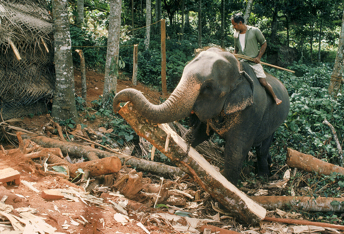 Elephant moving timber