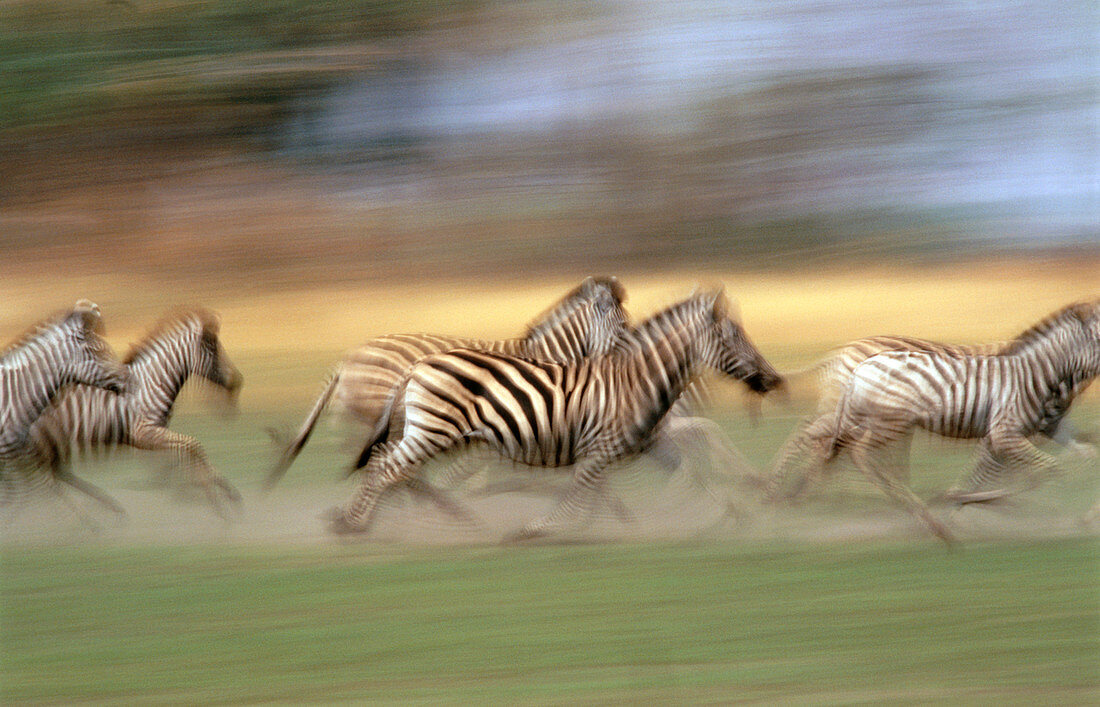 Plains zebra