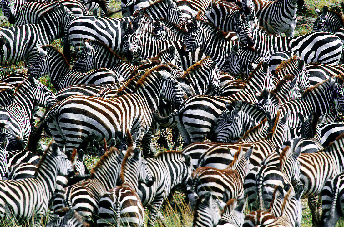 Herd of zebra