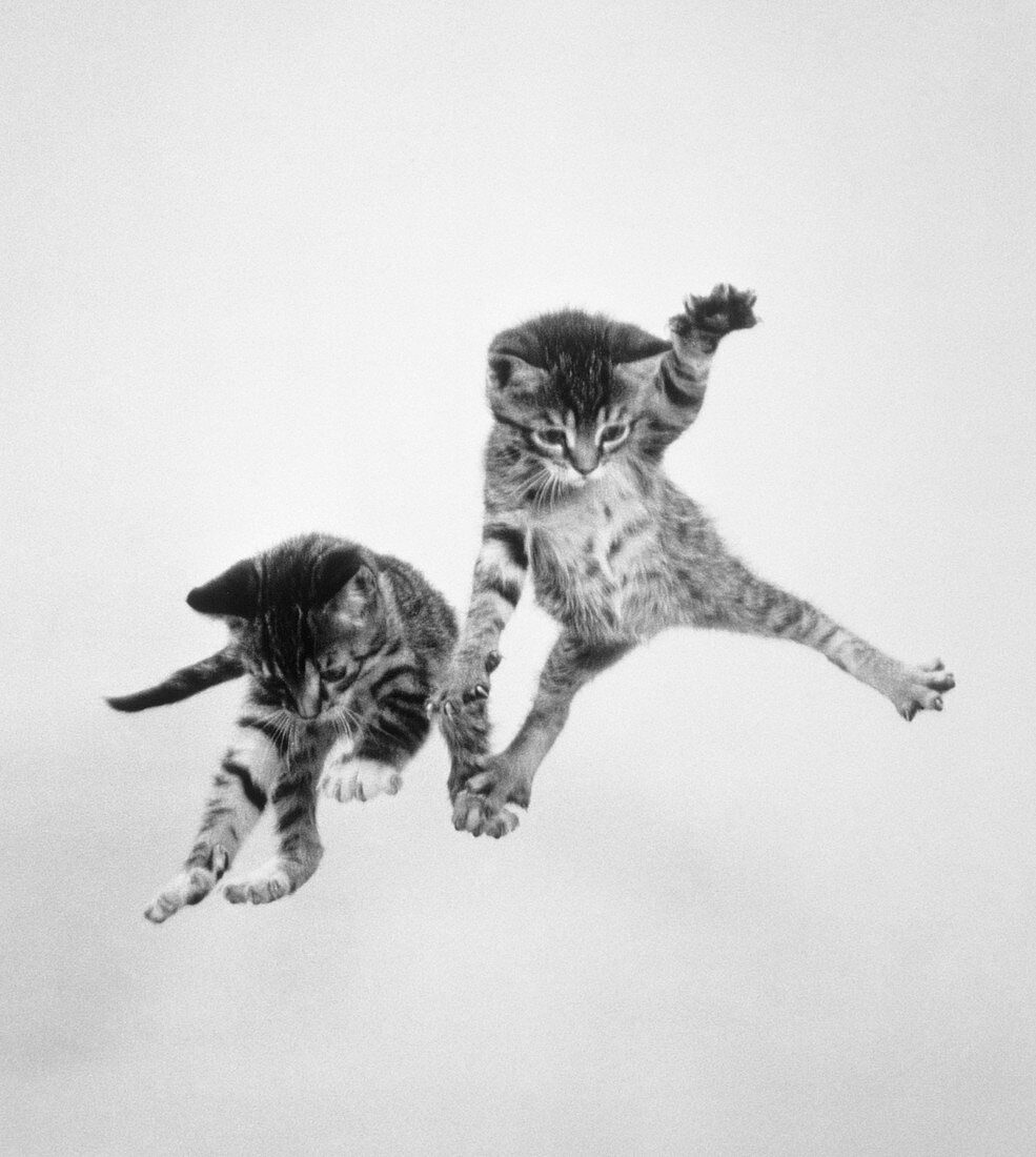 Airborne kittens