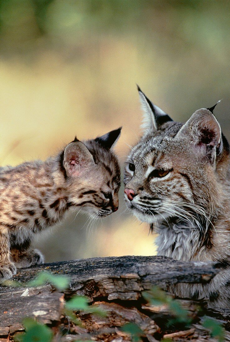 Bobcat with kitten