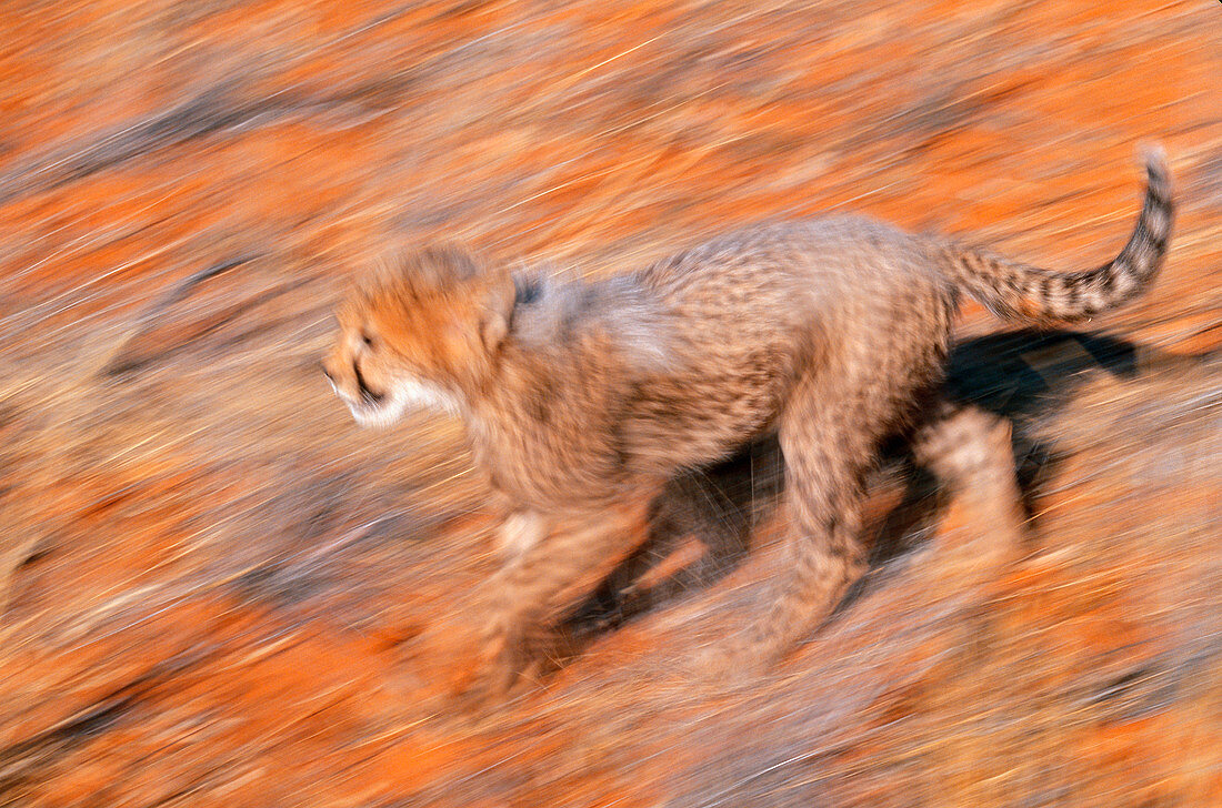 Cheetah cub