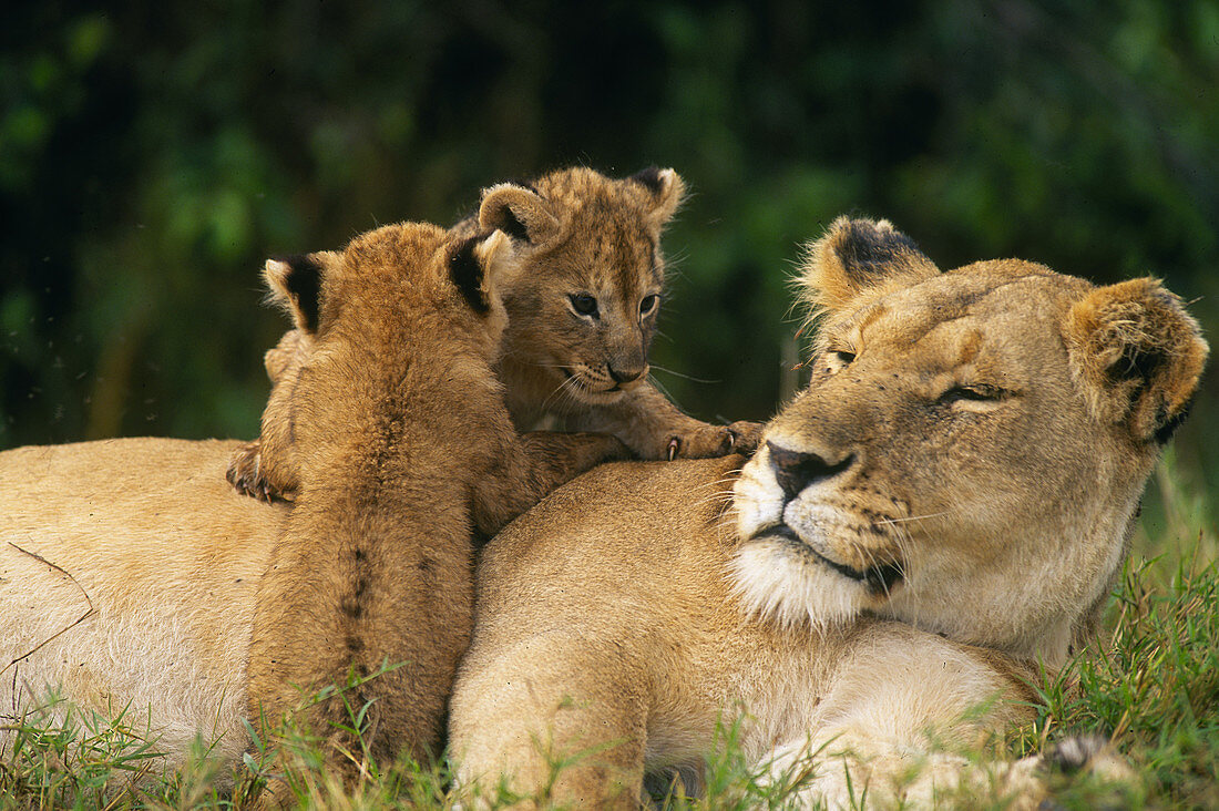 Lion cubs on mother