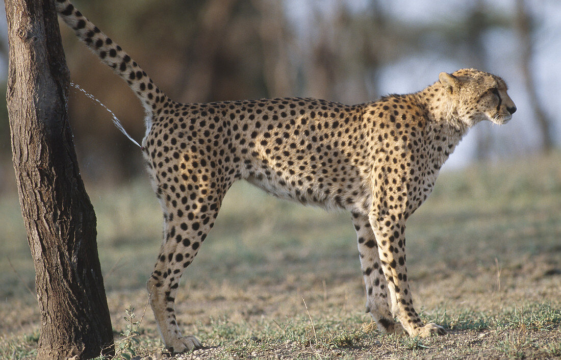 Cheetah marking tree
