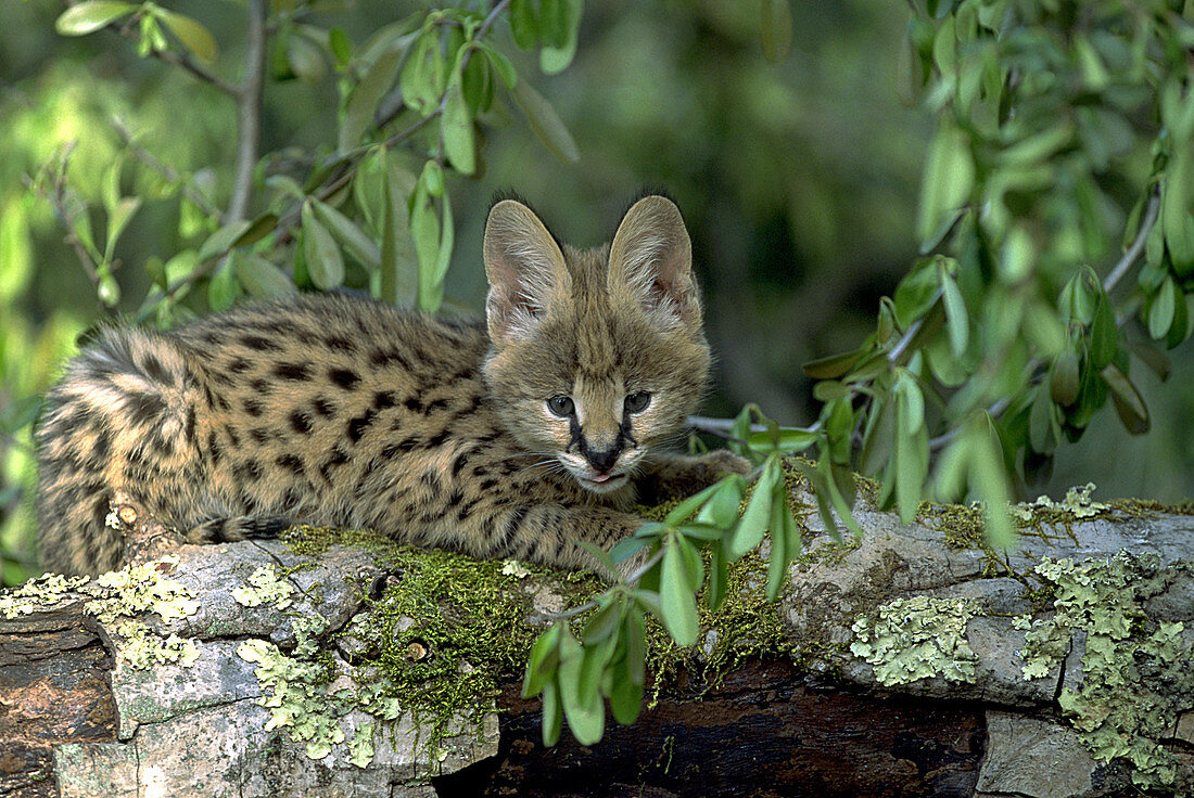 Serval kitten