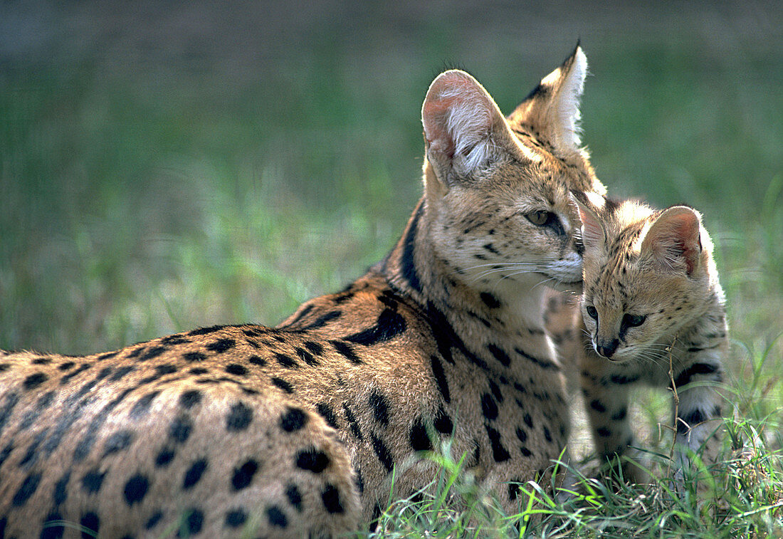 Serval mother with her kitten
