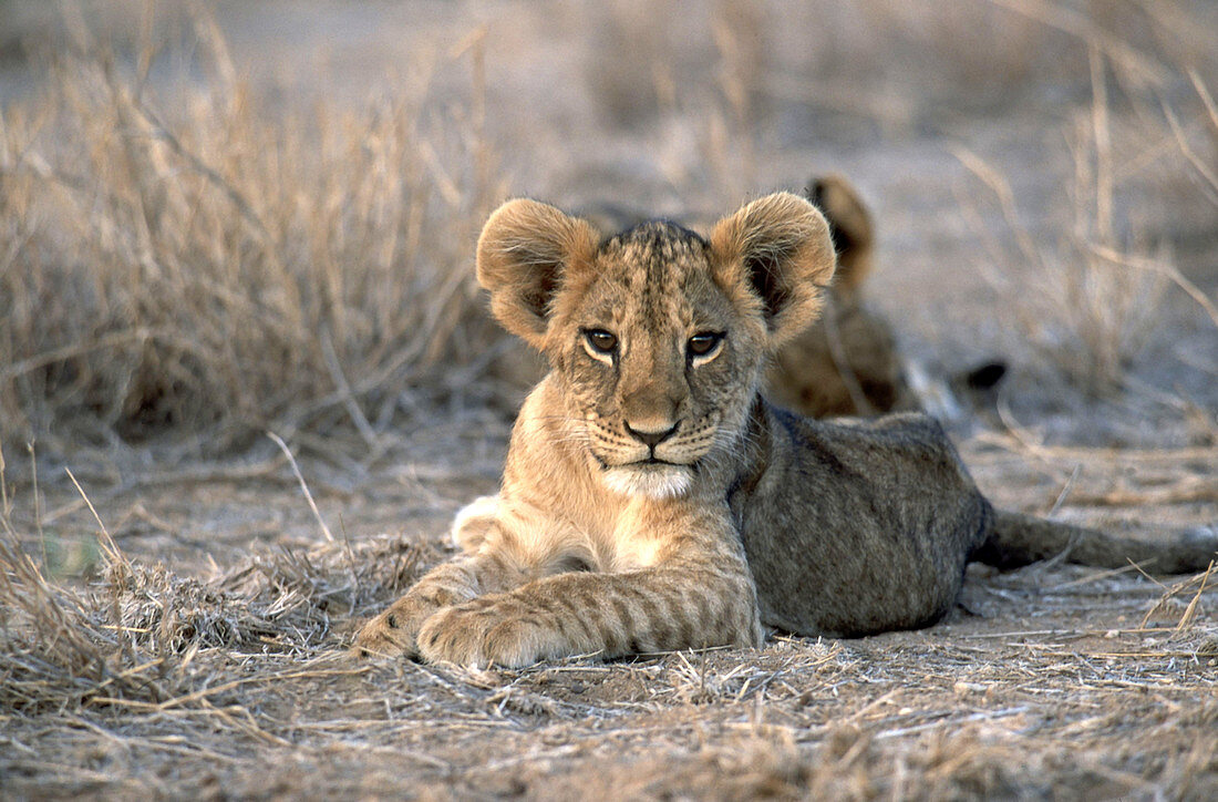 Lion cub (Panthera leo)