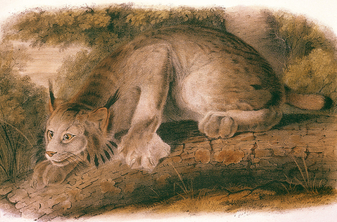'Audubon's ''Canada Lynx,Male'''