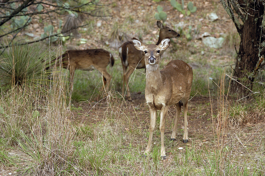 Texas Whitetail Deer